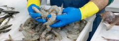  Pescatero manejando unos langostinos con unos guantes azules y amarillos 