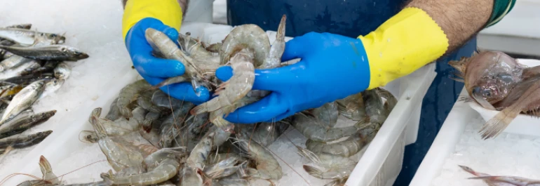  Pescatero manejando unos langostinos con unos guantes azules y amarillos 