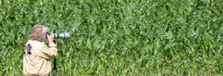  Una persona está tomando una foto de un campo de maíz con una cámara. 